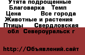 Утята подрощенные “Благоварка“,“Темп“ › Цена ­ 100 - Все города Животные и растения » Птицы   . Свердловская обл.,Североуральск г.